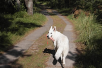 Coralie zur&uuml;ck zum Auto laufen